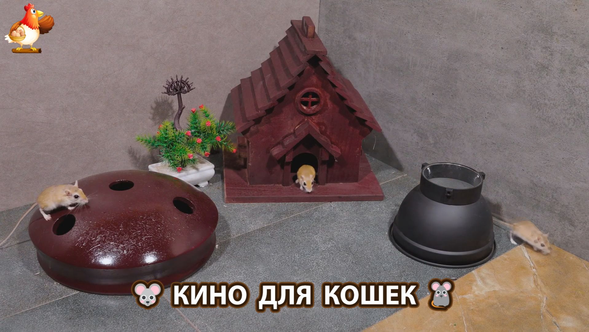 Видео для кошек про крысок развлекать питомцев 🐭🐀😂 587 смотреть онлайн