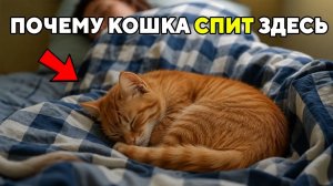 Если Кошка СПИТ в Твоей Постели, НЕ ИГНОРИРУЙ (шокирует)