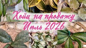 Хойи на продажу. Июль 2026
