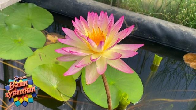 Нимфея Alice Henaux (Элис Эно) кувшинка, waterlily, водные растения, пруд смотреть онлайн