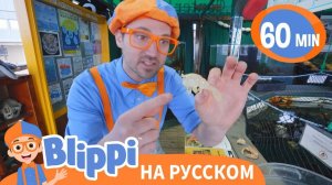 Блиппи изучает подводных животных _ Изучай этот мир вместе с Блиппи _ Обучающие