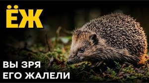 Ёж ест гадюку и не умирает почему змеиный яд на него не действует  Полный разбор