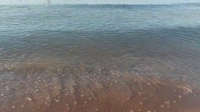Дельфины проплыли рядом с Вероникой.Богомол на пляже. Медузы жалятся. Море прекрасно.