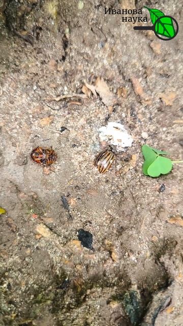 🥔🐞 ЖУК ПРОСТО ВЫСОХНЕТ 🛑 без химии! Вот как я прогнал КОЛОРАДСКОГО ЖУКА с участка 🦗✨ смотреть онлайн
