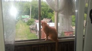 Рыжий кот на балконе. 2 серия