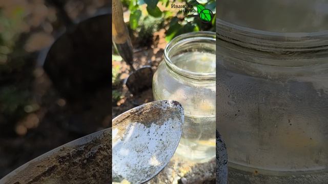 Смородина с ВИШНЮ 🍒 ! 🤫 Собери в 3 раза больше ягод! 🍇Подкормка после сбора урожая! 🍓 смотреть онлайн