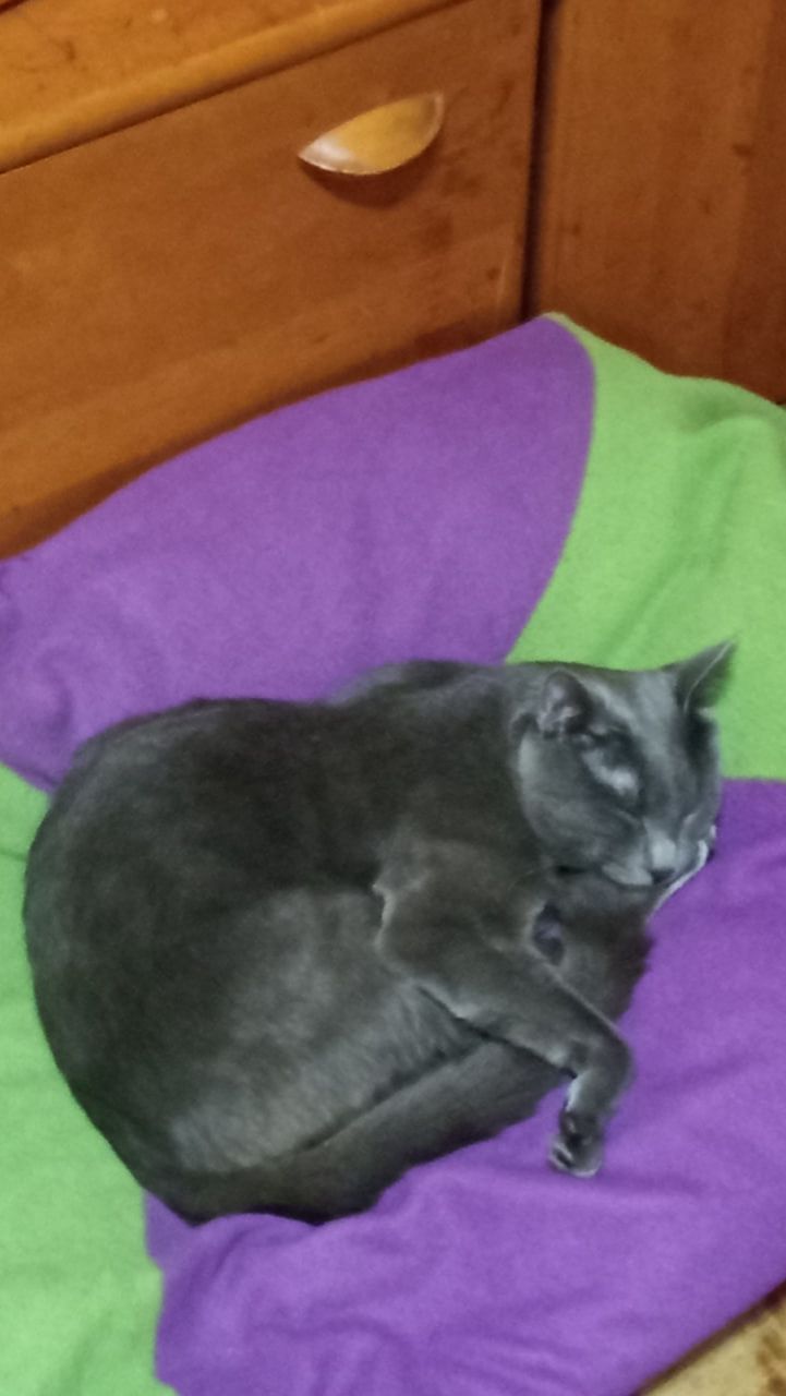 Кот Атос любит хорошо поспать! #shorts #котатос #коты #животные #атос
