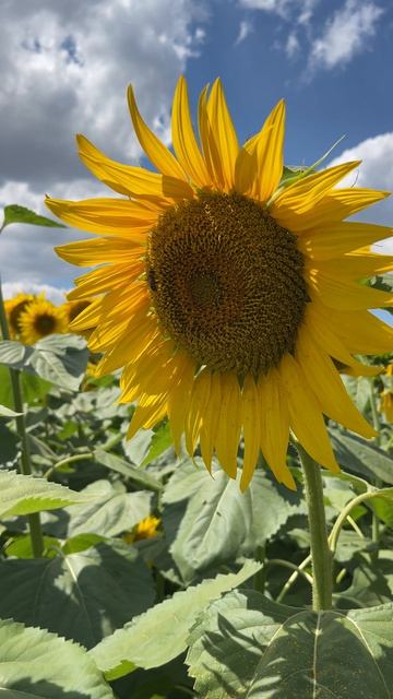 Скоро будет мёд  с подсолнечника 🌻🍯. Кубань. 13 июля 2026 #пасека #купитьмёд #мёд