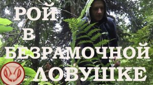Рой зашёл в безрамочную ловушку