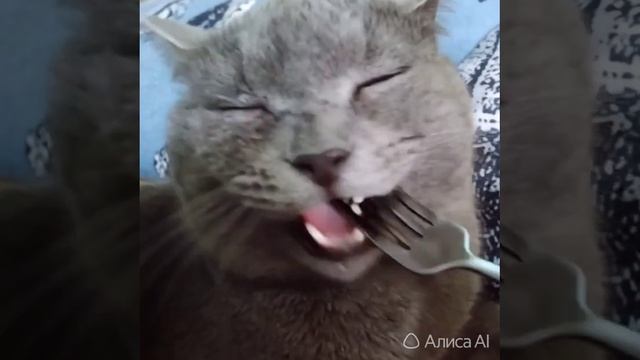мой кот ест смотреть онлайн