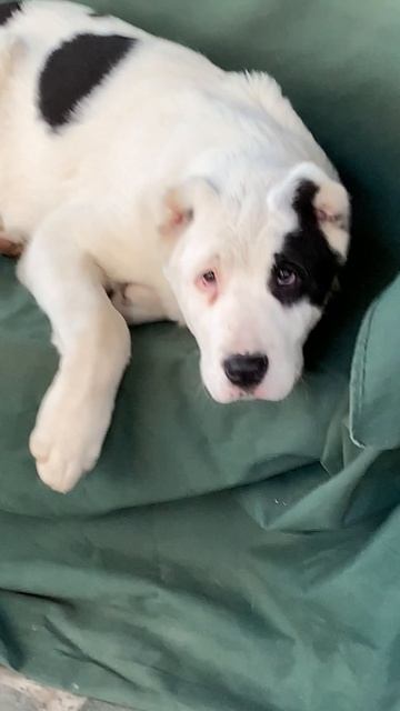 #Красавчик Вилли 🐕