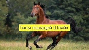 типы лошадей Шляйх