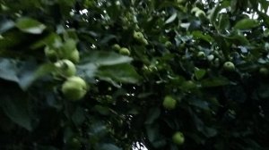 Вечернее небо.Обзор участка.