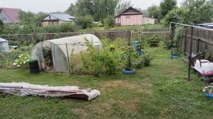 Пересадка клубники. Как я покупала дом, нахлынуло воспоминание.