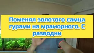 Поменял золотого самца гурами на мраморного. С разводни