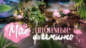 Мои любимые фламинго