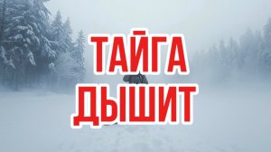 Тайга дышит | лесная история | рассказы о природе