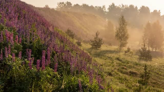 ГАРМОНИЯ ПРИРОДЫ