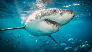 Галапагос. Царство гигантских акул Galapagos Realm of Giant Sharks (2012)