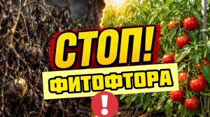 Фитофтора на томатах! Срочно сделайте это, чтобы спасти помидоры от почернения!