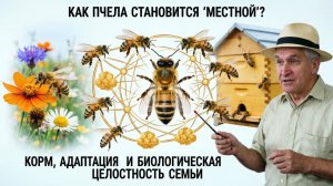 Как пчела становится «местной»? Корм, адаптация и биологическая целостность семьи | Кашковский 🐝🌿