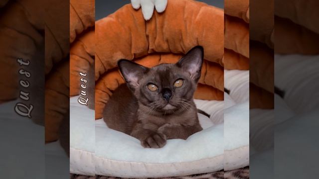 Соболиный бурманский котёнок Quest Freya Way*RU