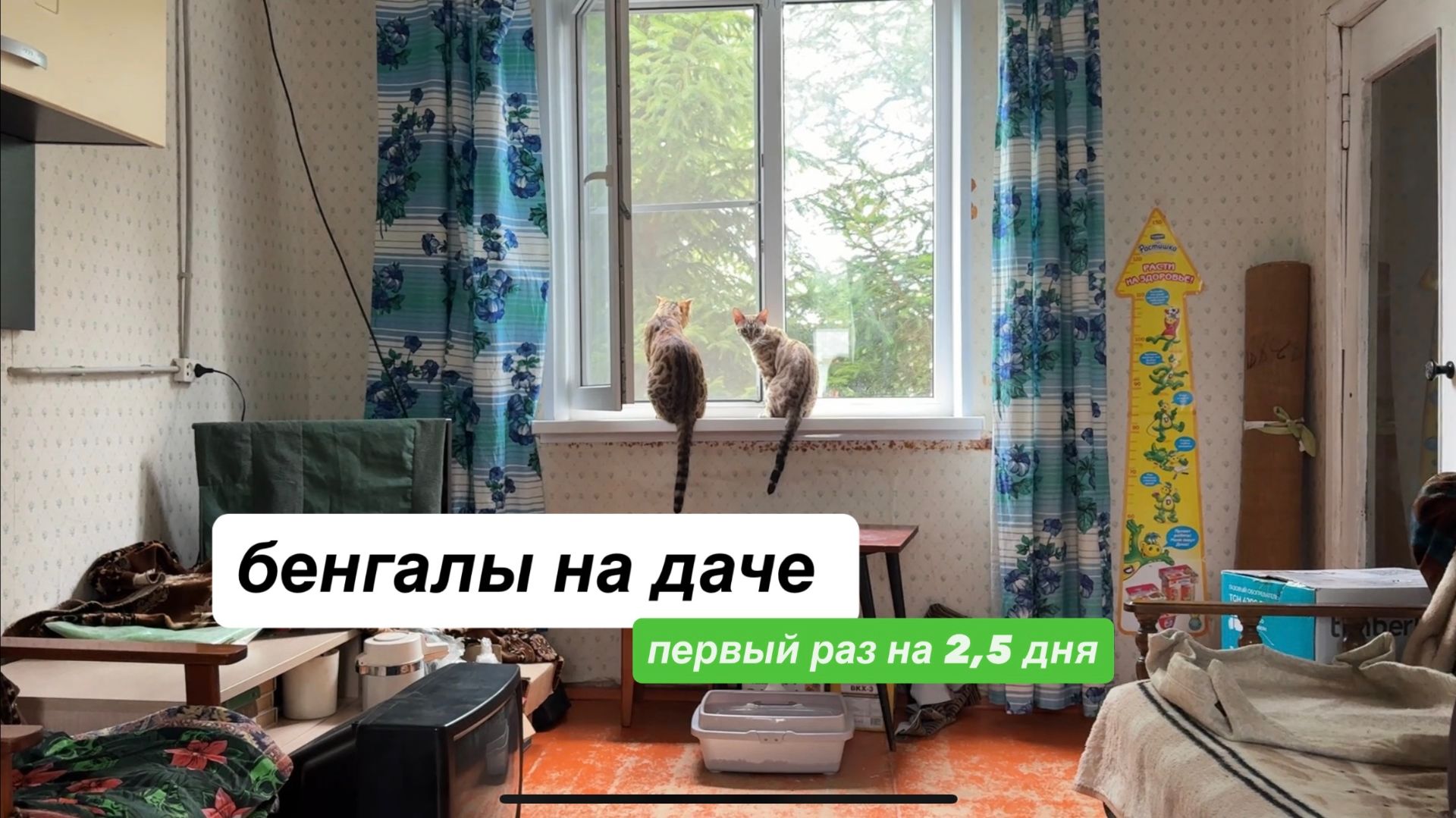 Увезли БЕНГАЛОВ на дачу… сразу на 2 суток!