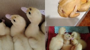 НЕ ЗАПЛАНИРОВАННОЕ ПОПОЛНЕНИЕ в ХОЗЯЙСТВЕ,зато ДЕШЕВОЕ// Деревня.