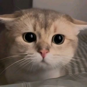 пр снова я