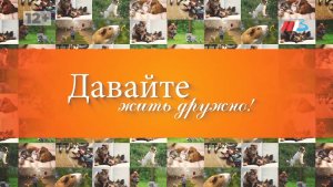 От «бетховенов» до чёрных великанов-стражей: раскрыли особенности содержания самых ярких пород собак