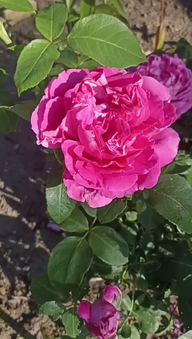 Мои цветы.