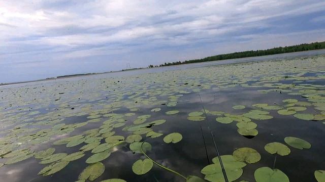 ОЗ. Песьяново зачётные караси с лодки.