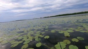 ОЗ. Песьяново зачётные караси с лодки.