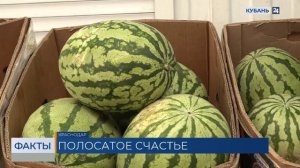 С начала года в Краснодарский край импортировали более 7 тыс. тонн арбузов
