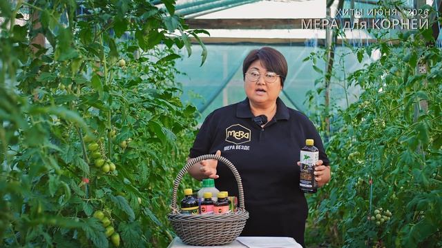 Готовим томаты и другие культуры к фитофторозу заранее, как «сани – летом».