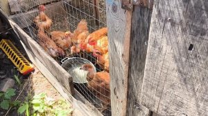 ПОГРУЗКА НАВОЗА. Зита и Гита 🐷. Новая задумка.