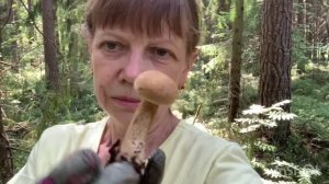 Хвойный опад в качестве мульчирования