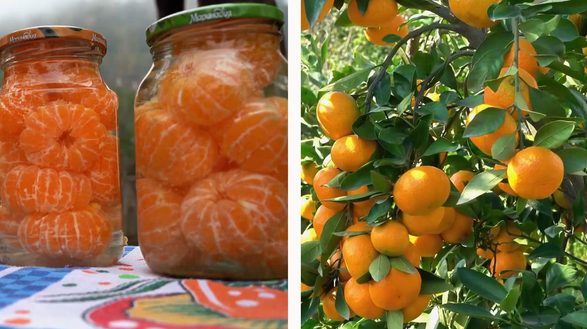 Сбор урожая мандаринов и Традиционная долма Азербайджанская Кухня Деревенская Кухня  Рецепты