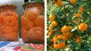 Сбор урожая мандаринов и Традиционная долма Азербайджанская Кухня Деревенская Кухня  Рецепты