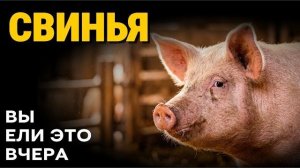 Свинья мы держим её за еду, а она отдаёт нам своё сердце. Полный разбор