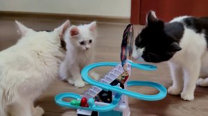 Три котенка и новая игрушка. Котенок Микки прекрасен.