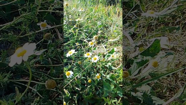 VID_20260713_155801.mp4 смотреть онлайн