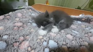 СПАСЕНИЕ МАЛЕНЬКОГО ТОМА