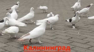 Голуби Сергея в Калининграде! 2026г