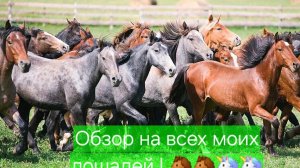 Обзор на всех моих лошадей ! ❤️❤️❤️