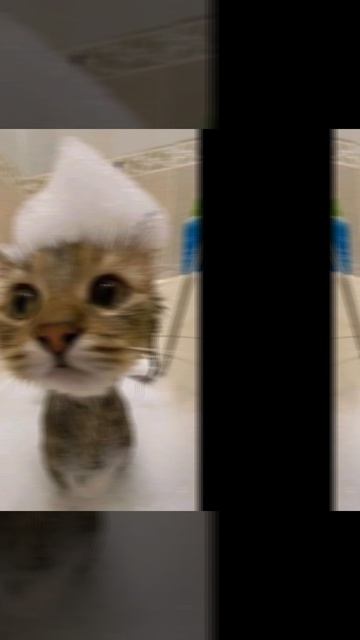 эдит с котиками