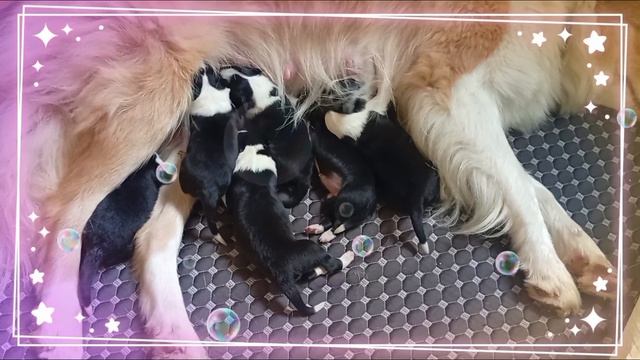 бордер колли пастьба овцы выставки смотреть онлайн