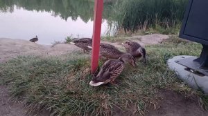 Как мы кормили уток в Омске