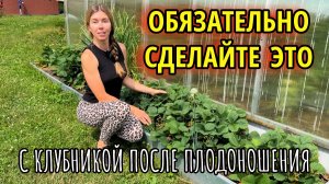 Обязательный уход за клубникой после плодоношения