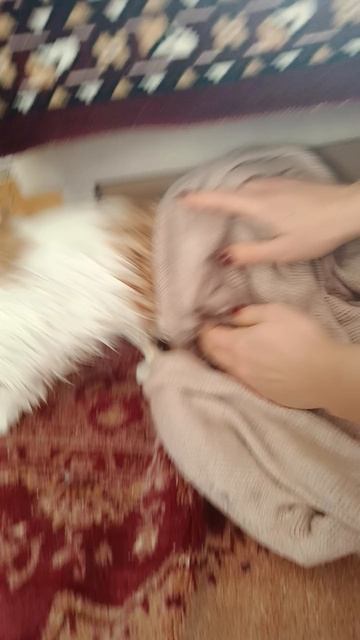 трагедия! кота помыли 😾😾😾
